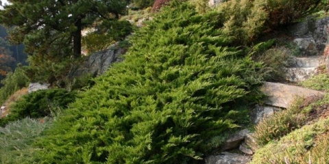 Juniper cossack tamariscifolia